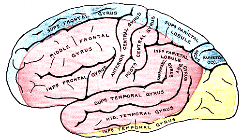 Illustrazione anatomia degli arti