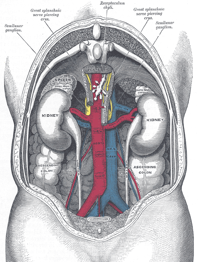 Illustrazione anatomia scheletrica